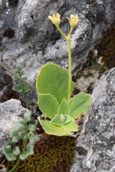 Piante di roccia: Primula auricula e Asplenium ruta-muraria